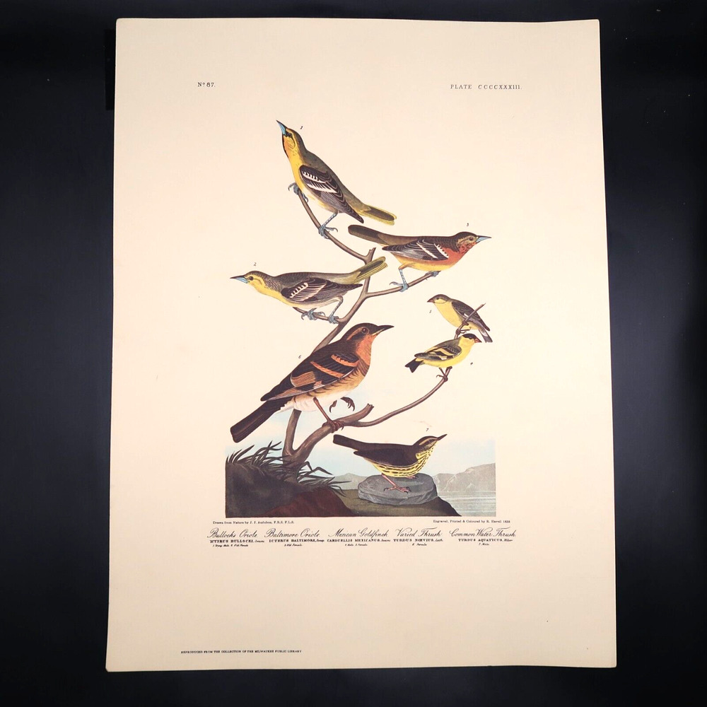JJ Audubon Oriole Goldfinch Thrush Bird Print 12 x 16 Milwaukee Public Library